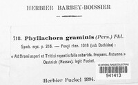 Phyllachora graminis image